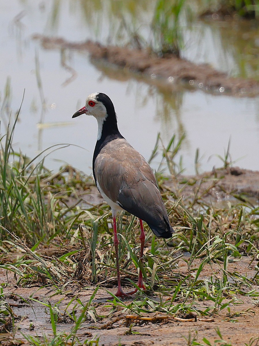 Long-toed Lapwing - ML627360343