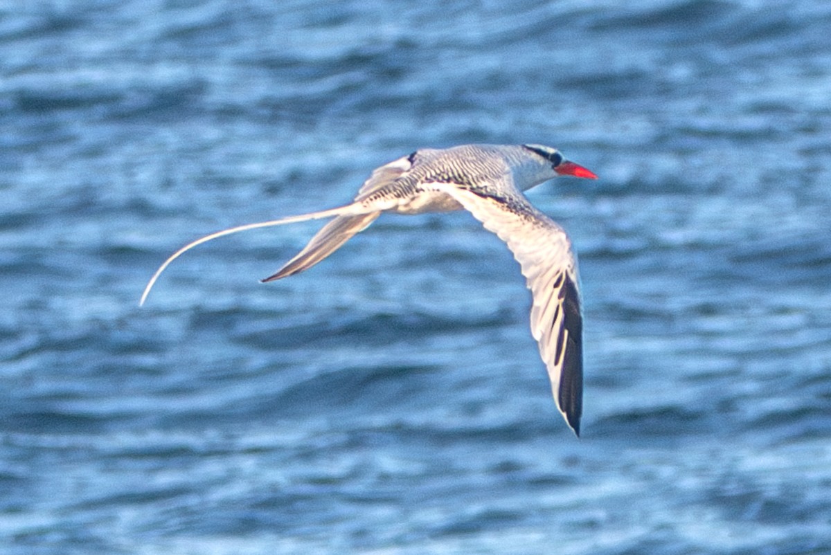 Red-billed Tropicbird - ML627360499