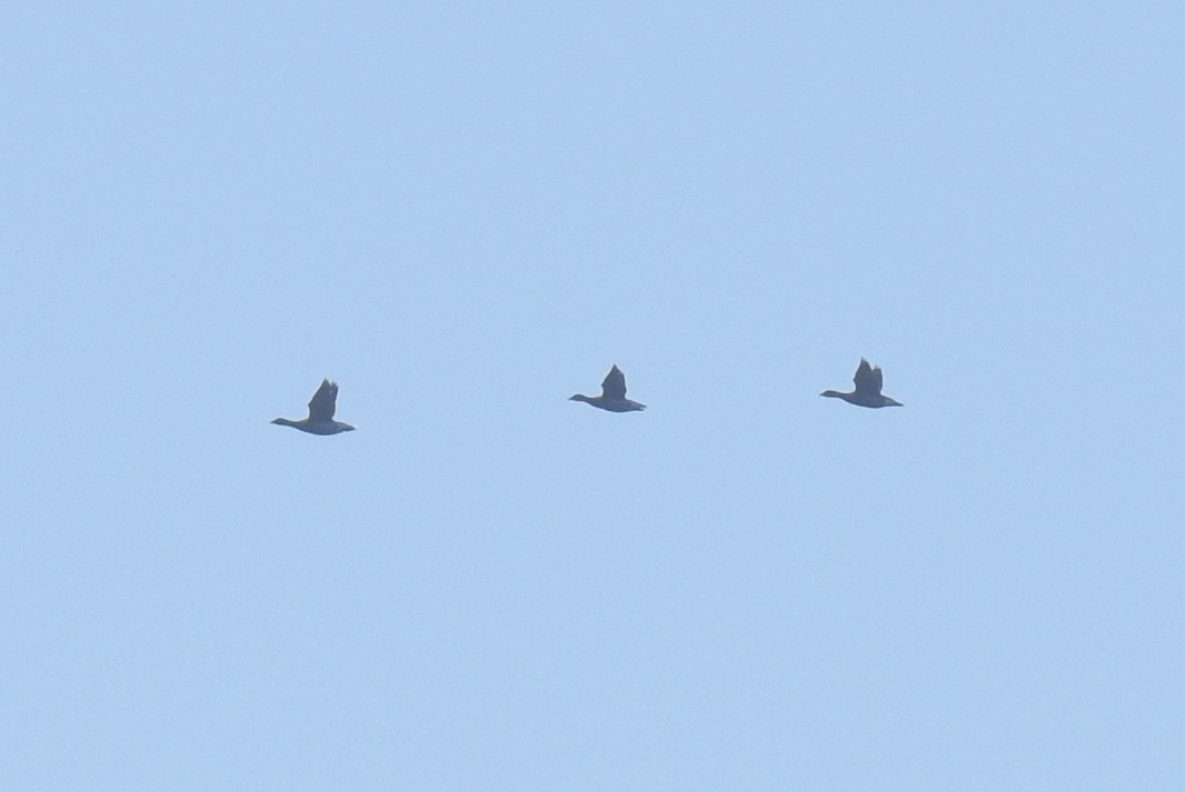 Brant - ML627360565