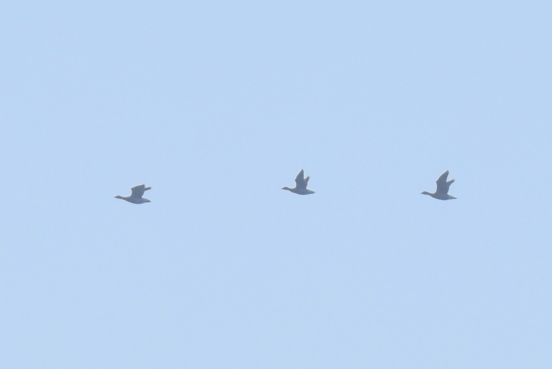 Brant - ML627360566