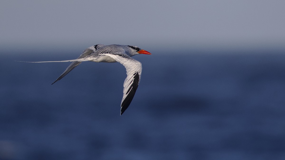Red-billed Tropicbird - ML627360603
