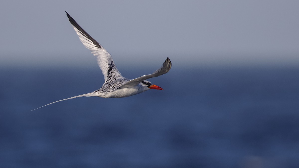 Red-billed Tropicbird - ML627360641