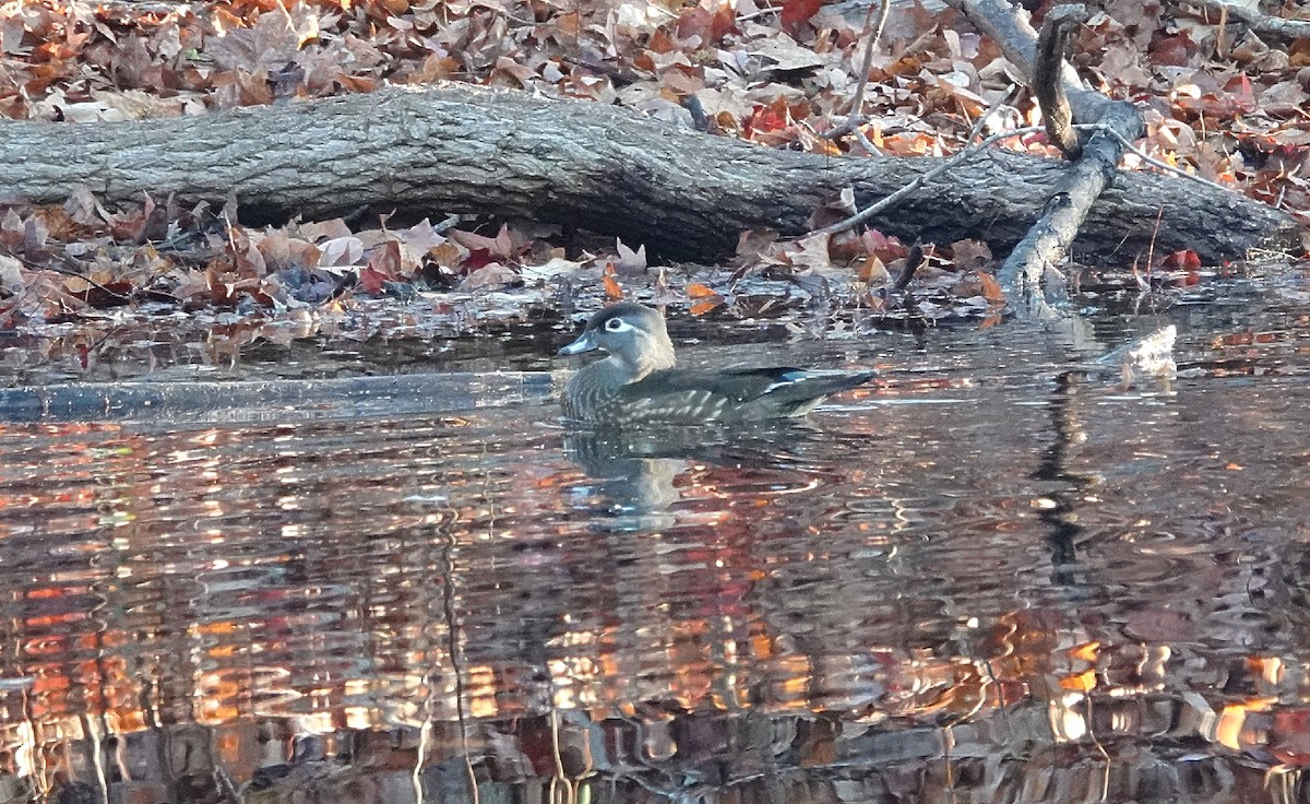 Wood Duck - ML627360740