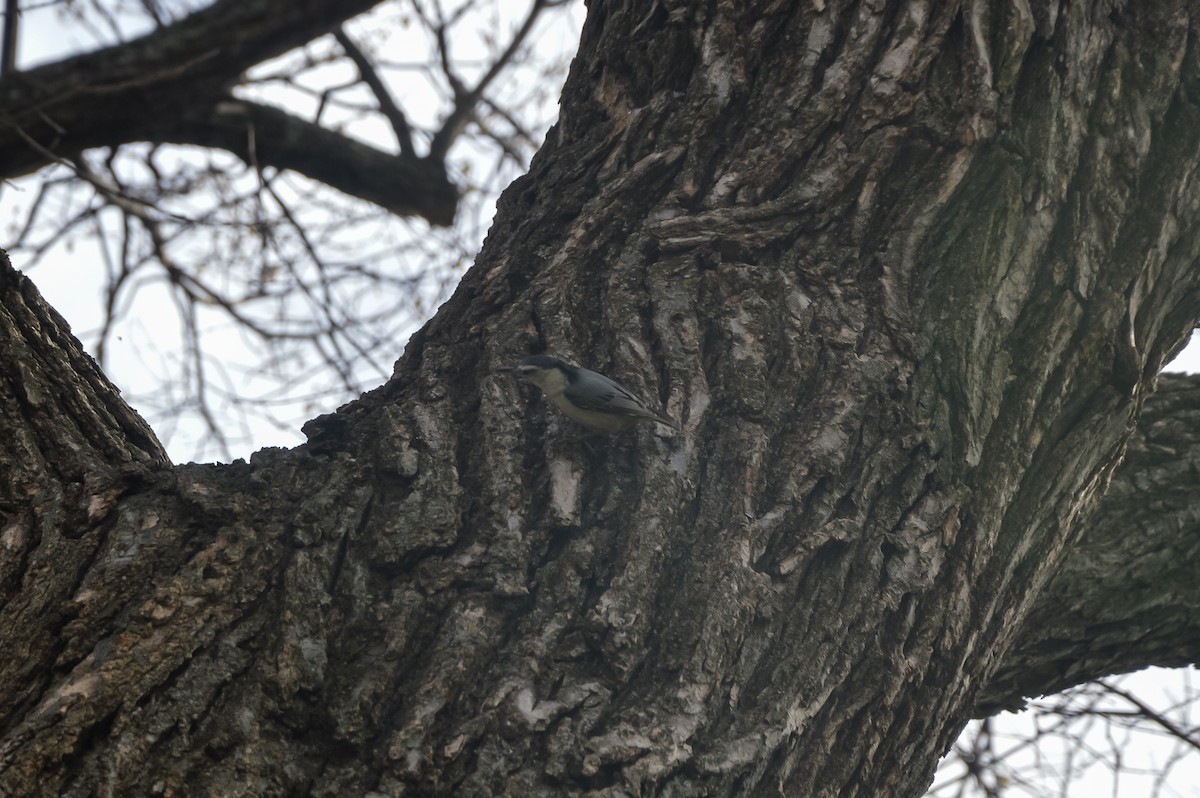 White-breasted Nuthatch - ML627360784