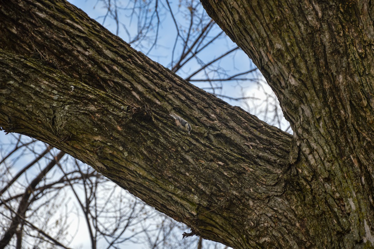 White-breasted Nuthatch - ML627360816