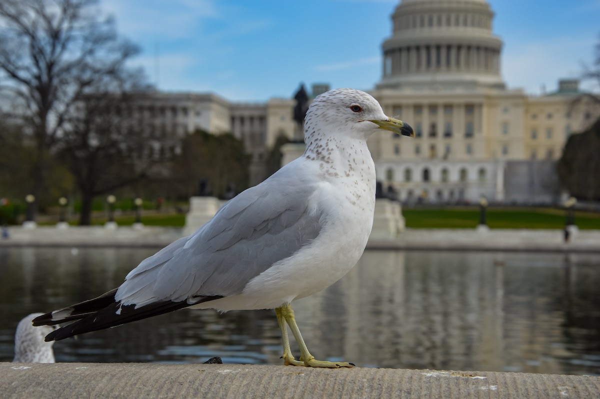 Ring-billed Gull - ML627360829