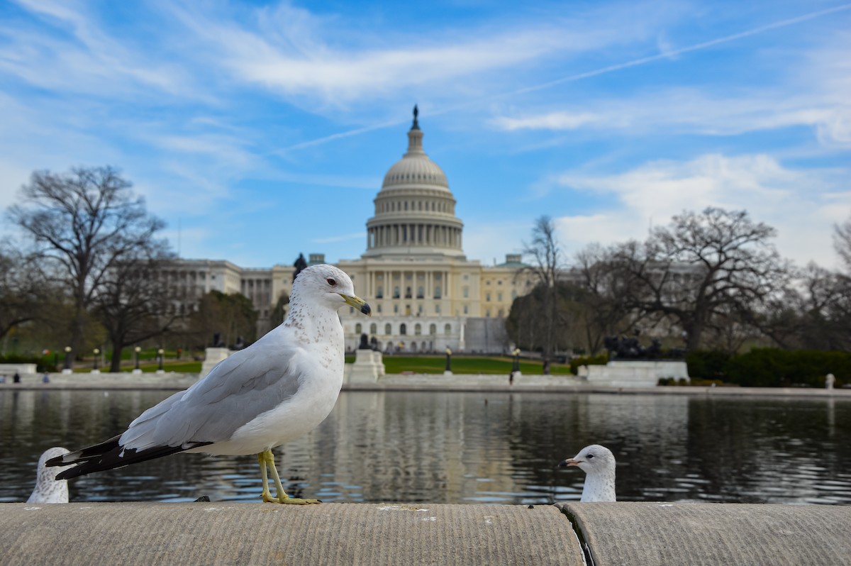 Ring-billed Gull - ML627360830