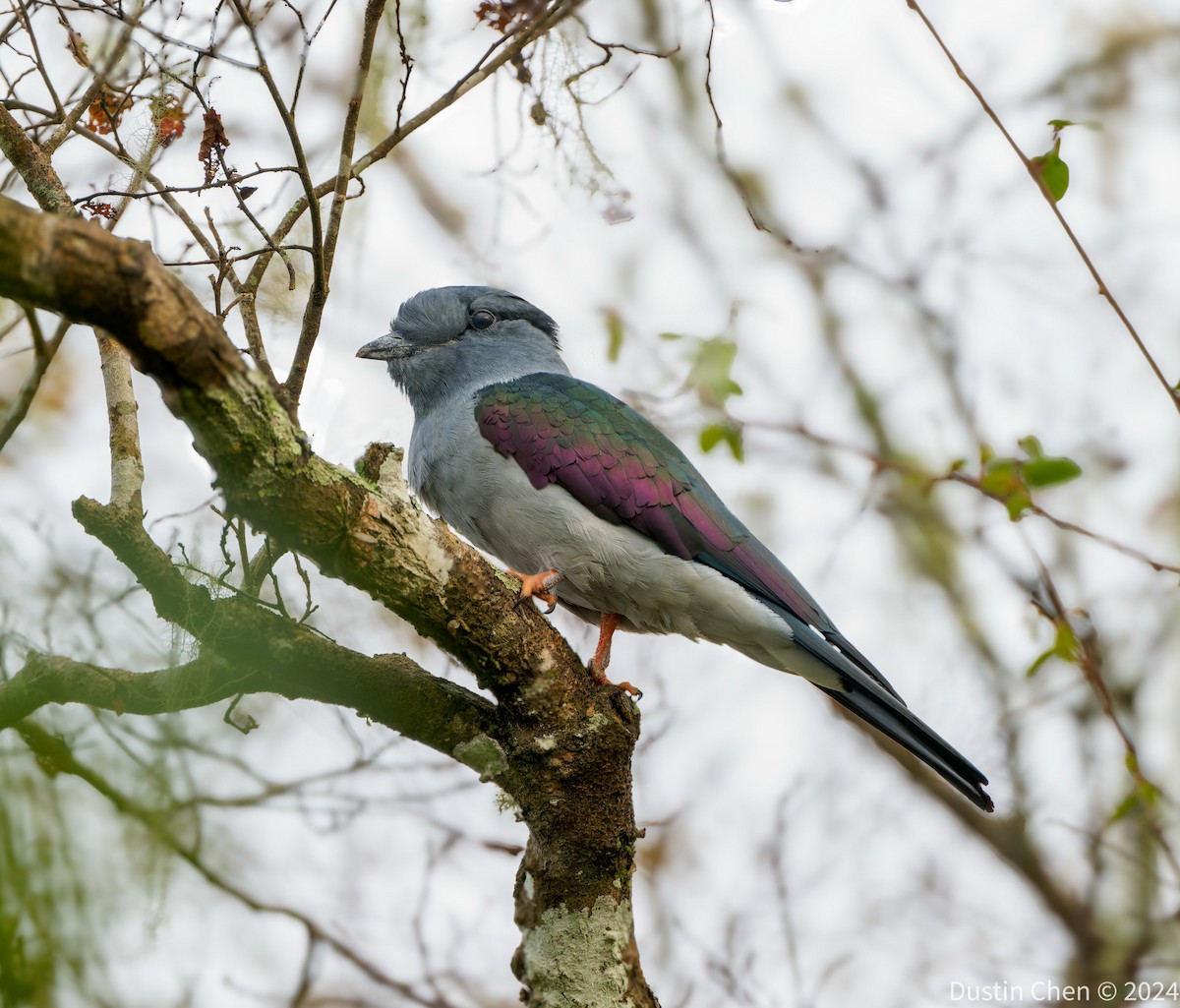 Cuckoo-roller - ML627361034