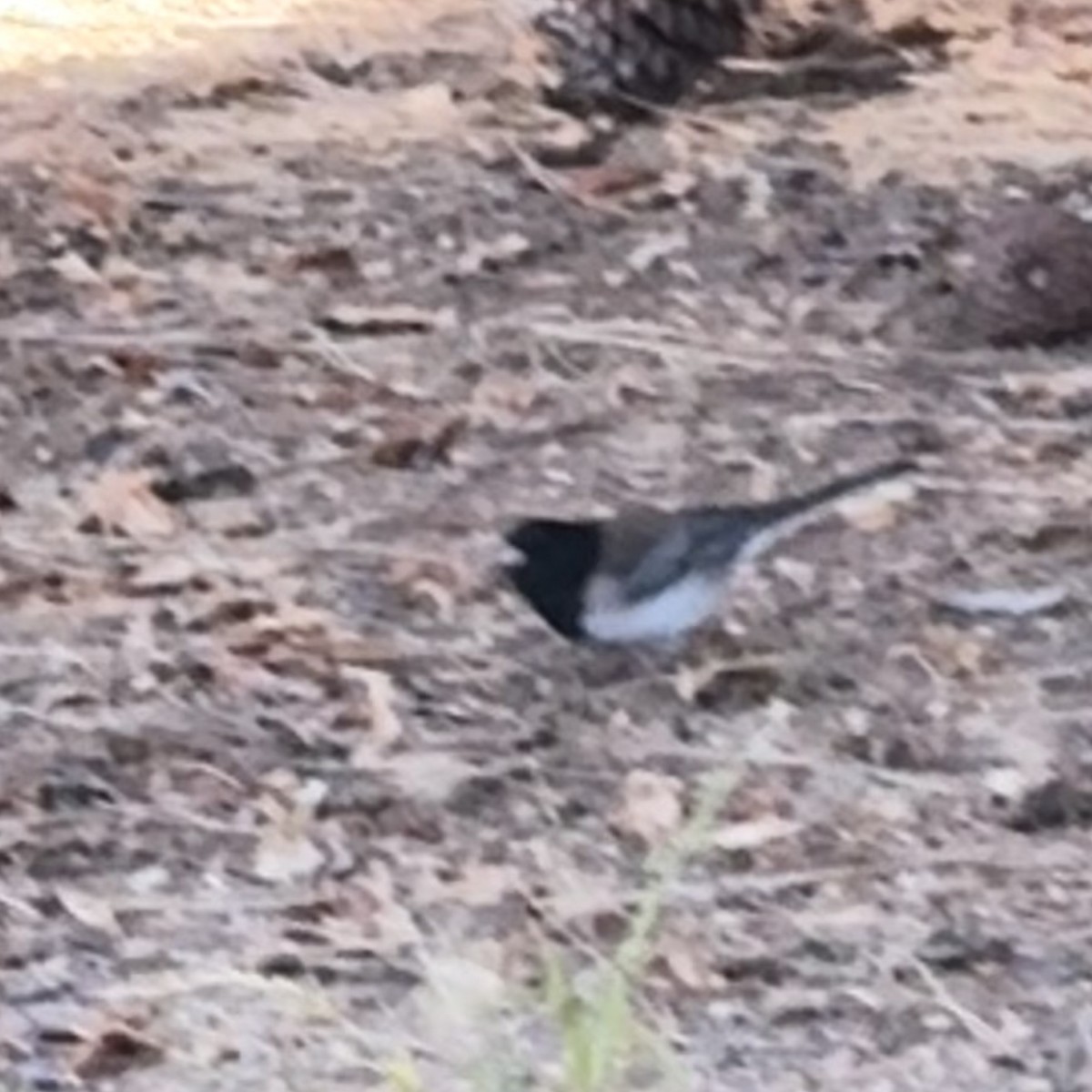 vinterjunko (oreganus gr.) - ML627361044