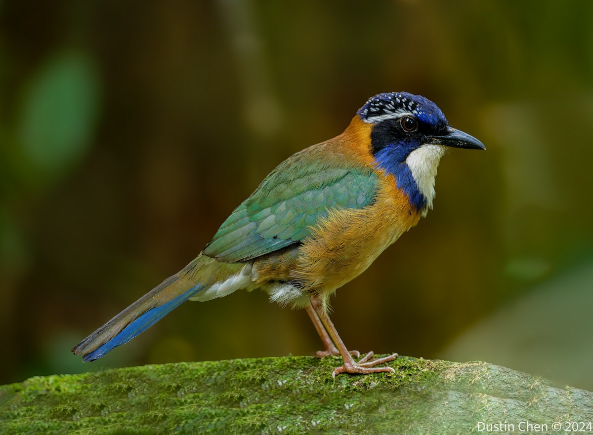 Pitta-like Ground-Roller - ML627361058