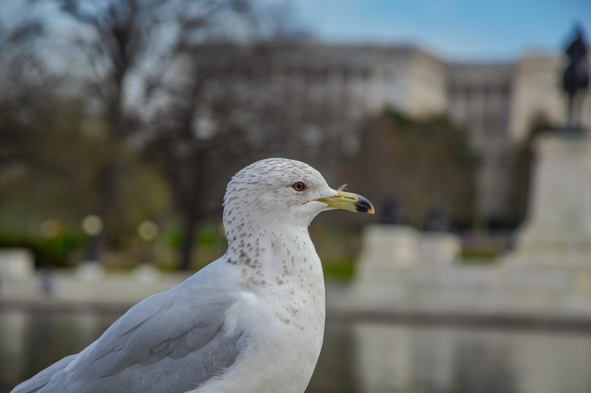 Ring-billed Gull - ML627361075