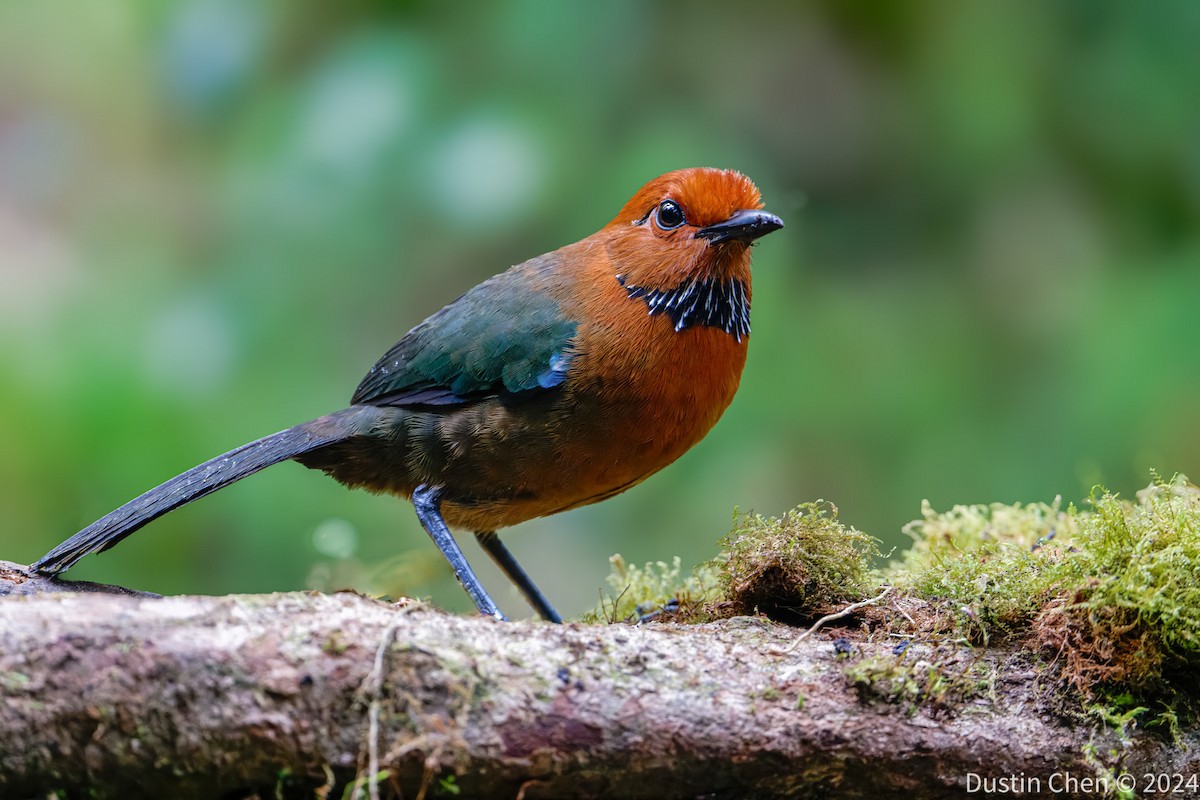 Rufous-headed Ground-Roller - ML627361081