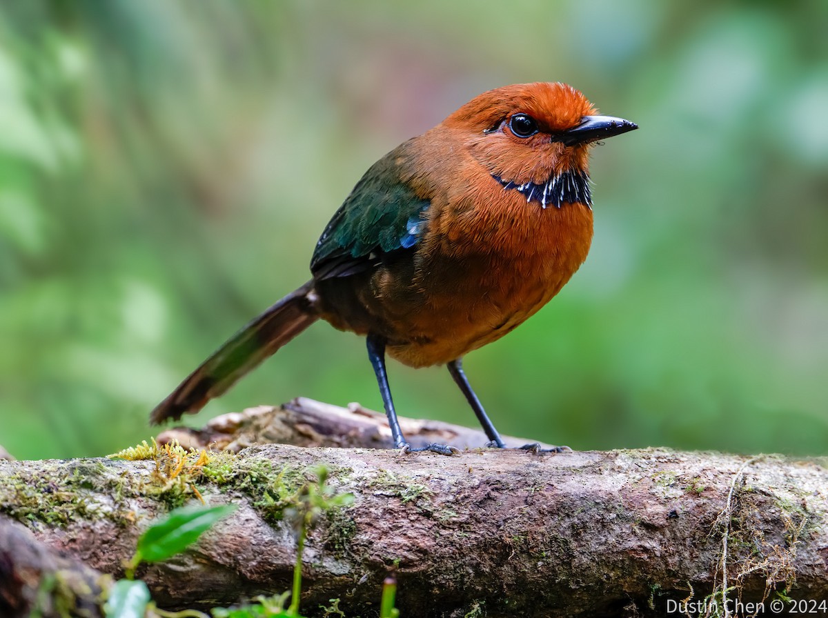 Rufous-headed Ground-Roller - ML627361082