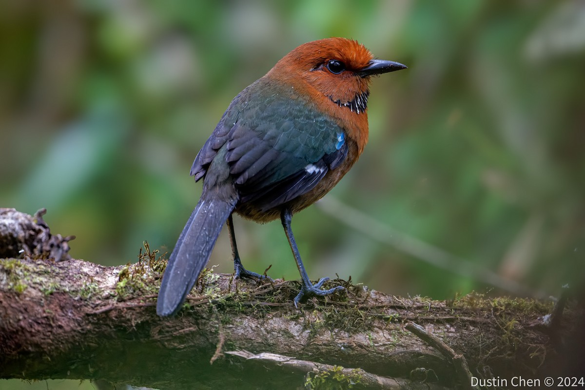 Rufous-headed Ground-Roller - ML627361083