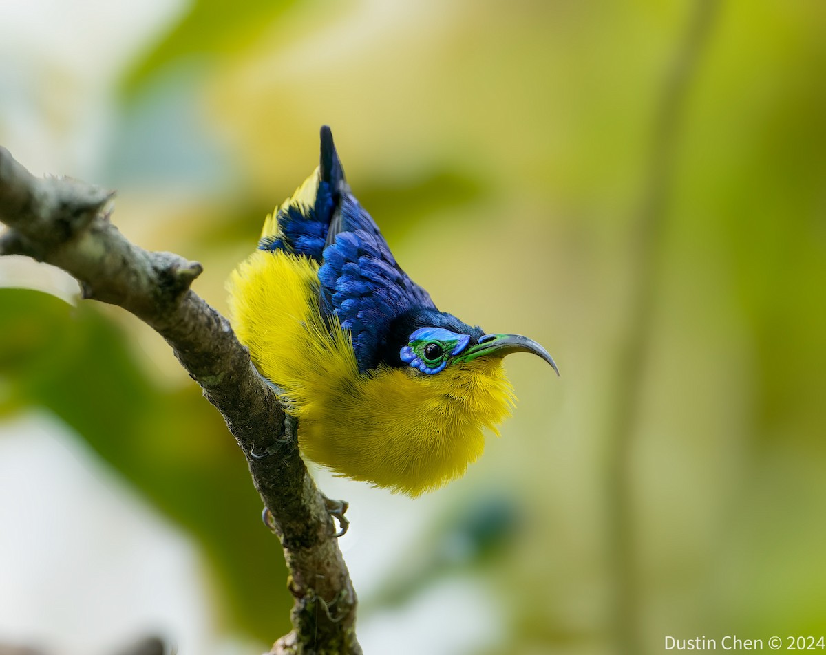 Yellow-bellied Sunbird-Asity - ML627361150
