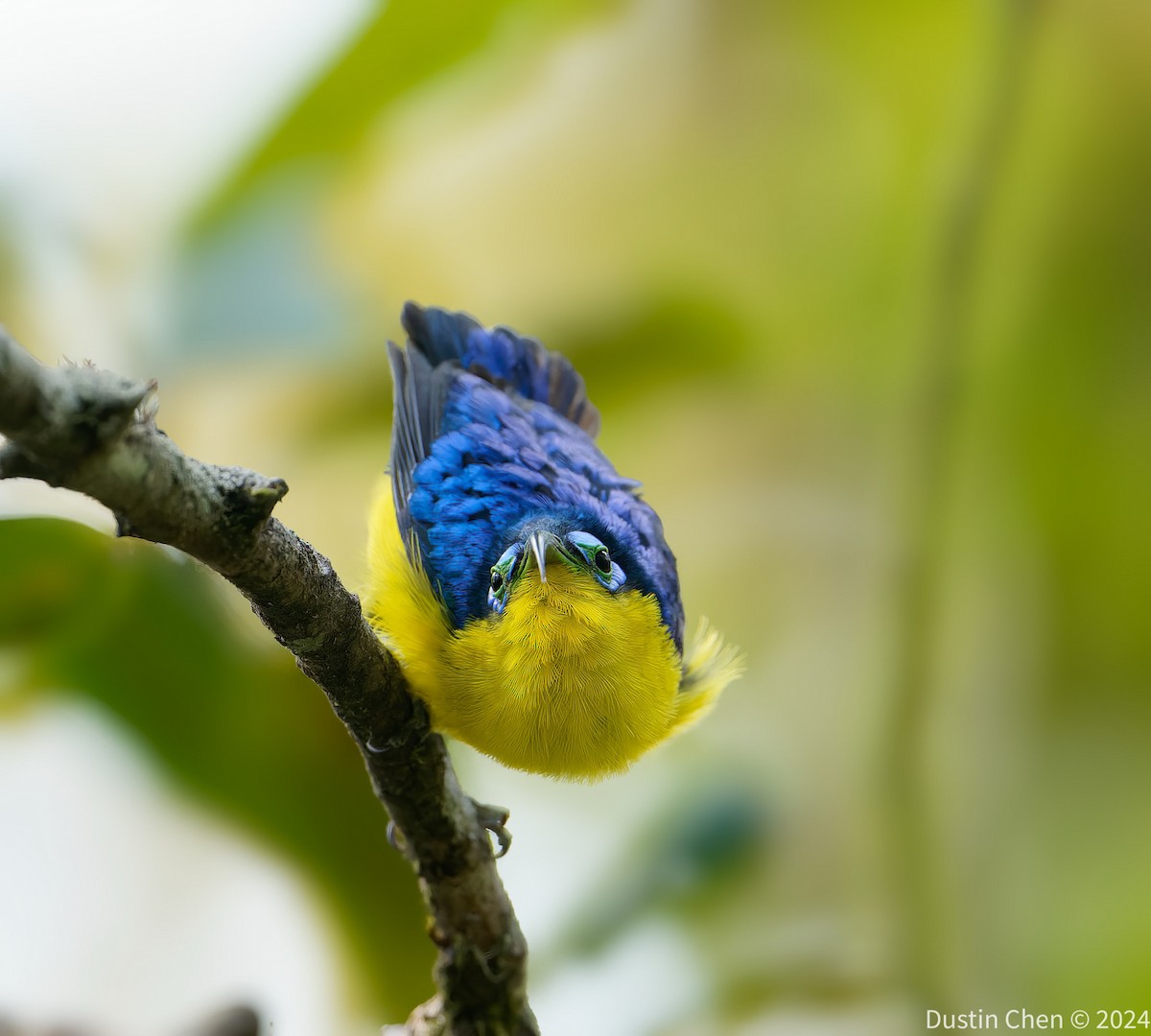 Yellow-bellied Sunbird-Asity - ML627361151