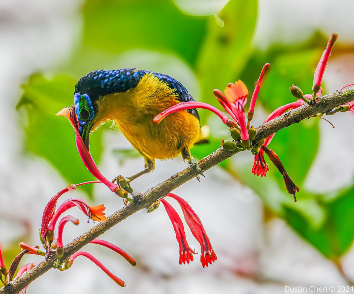 Yellow-bellied Sunbird-Asity - ML627361152