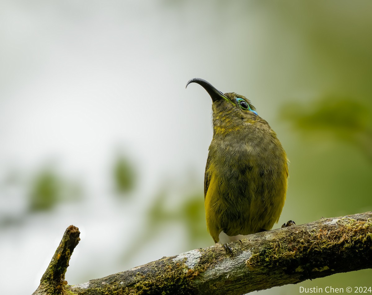 Yellow-bellied Sunbird-Asity - ML627361153