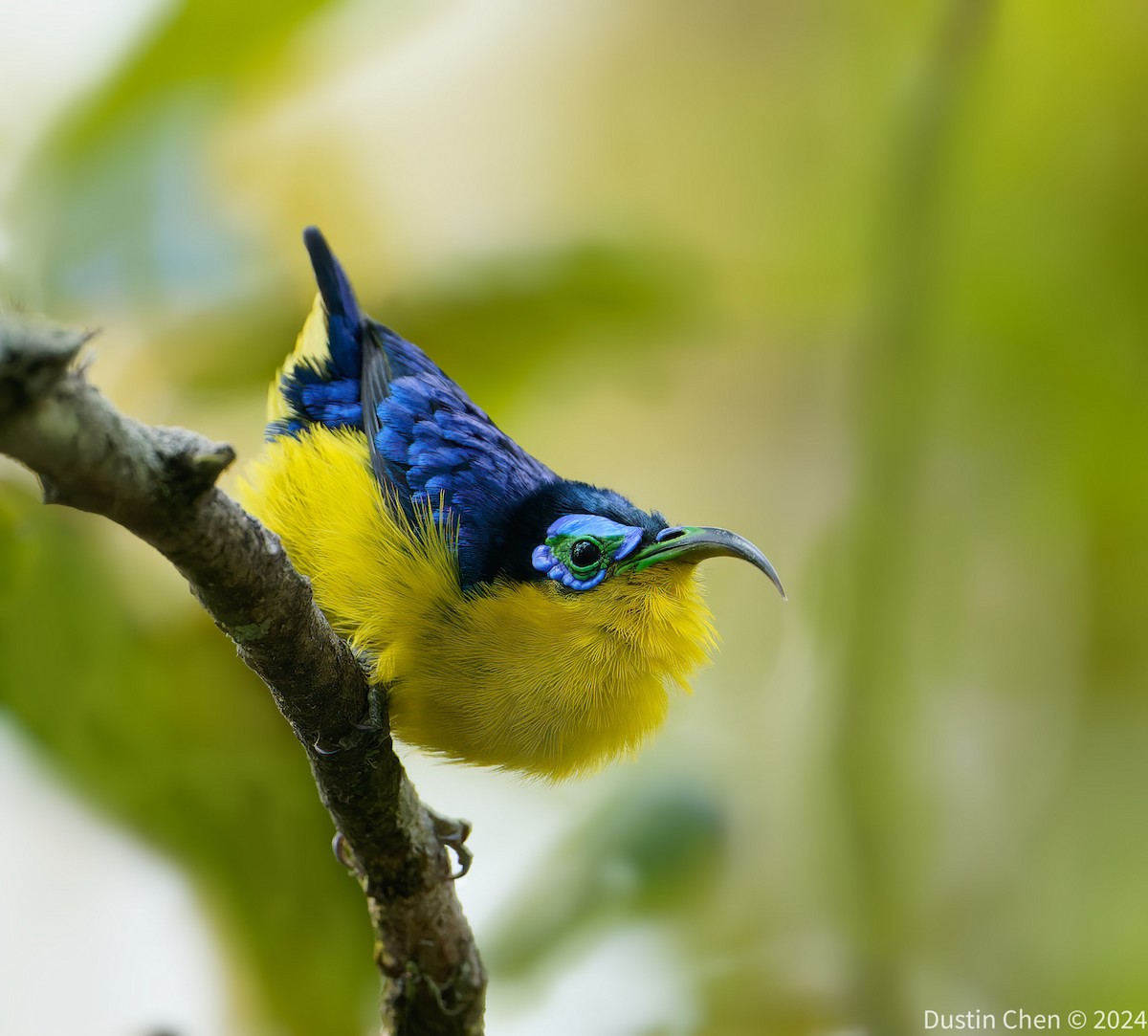 Yellow-bellied Sunbird-Asity - ML627361155