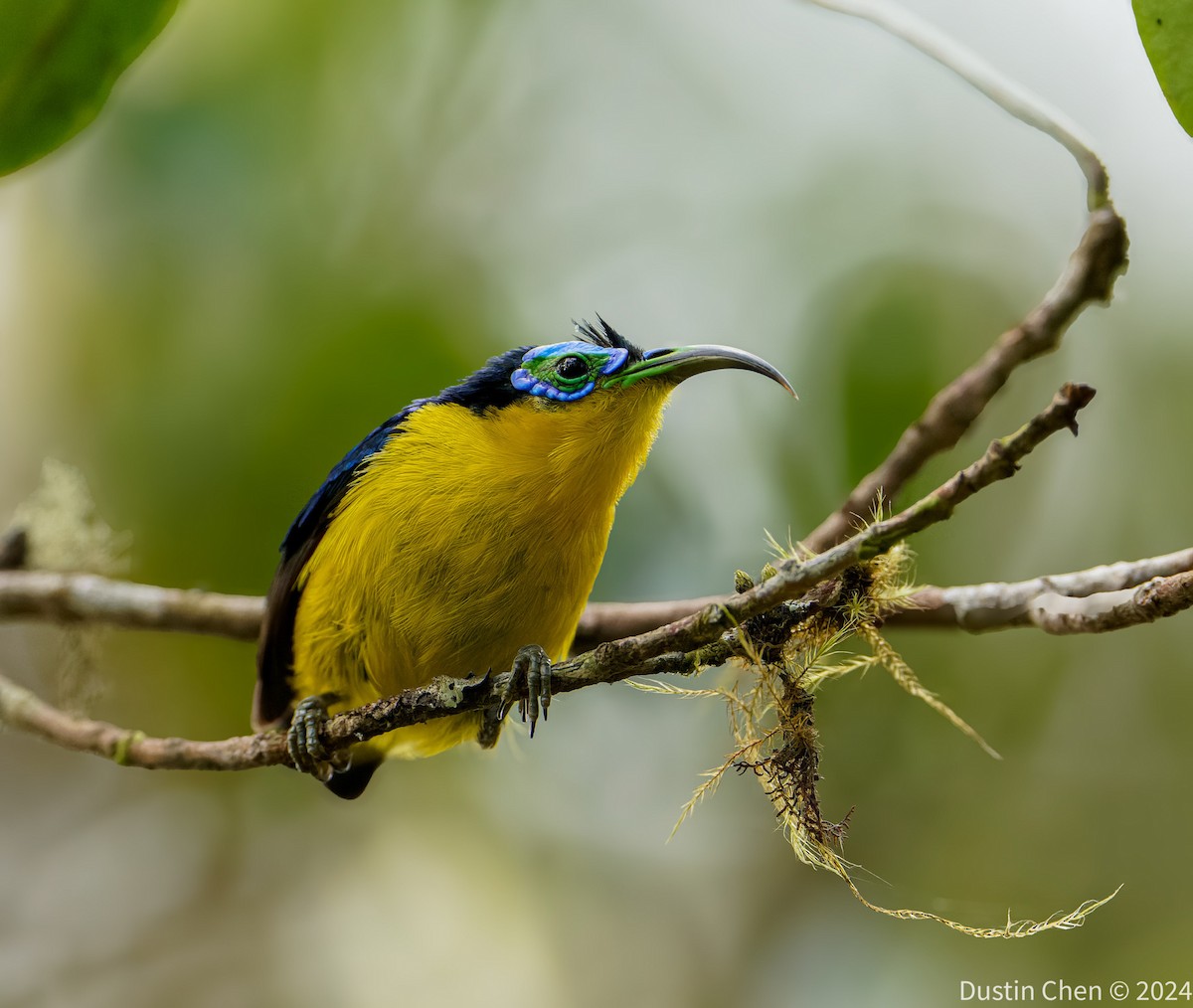Yellow-bellied Sunbird-Asity - ML627361156