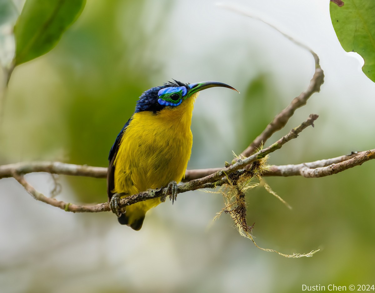 Yellow-bellied Sunbird-Asity - ML627361157