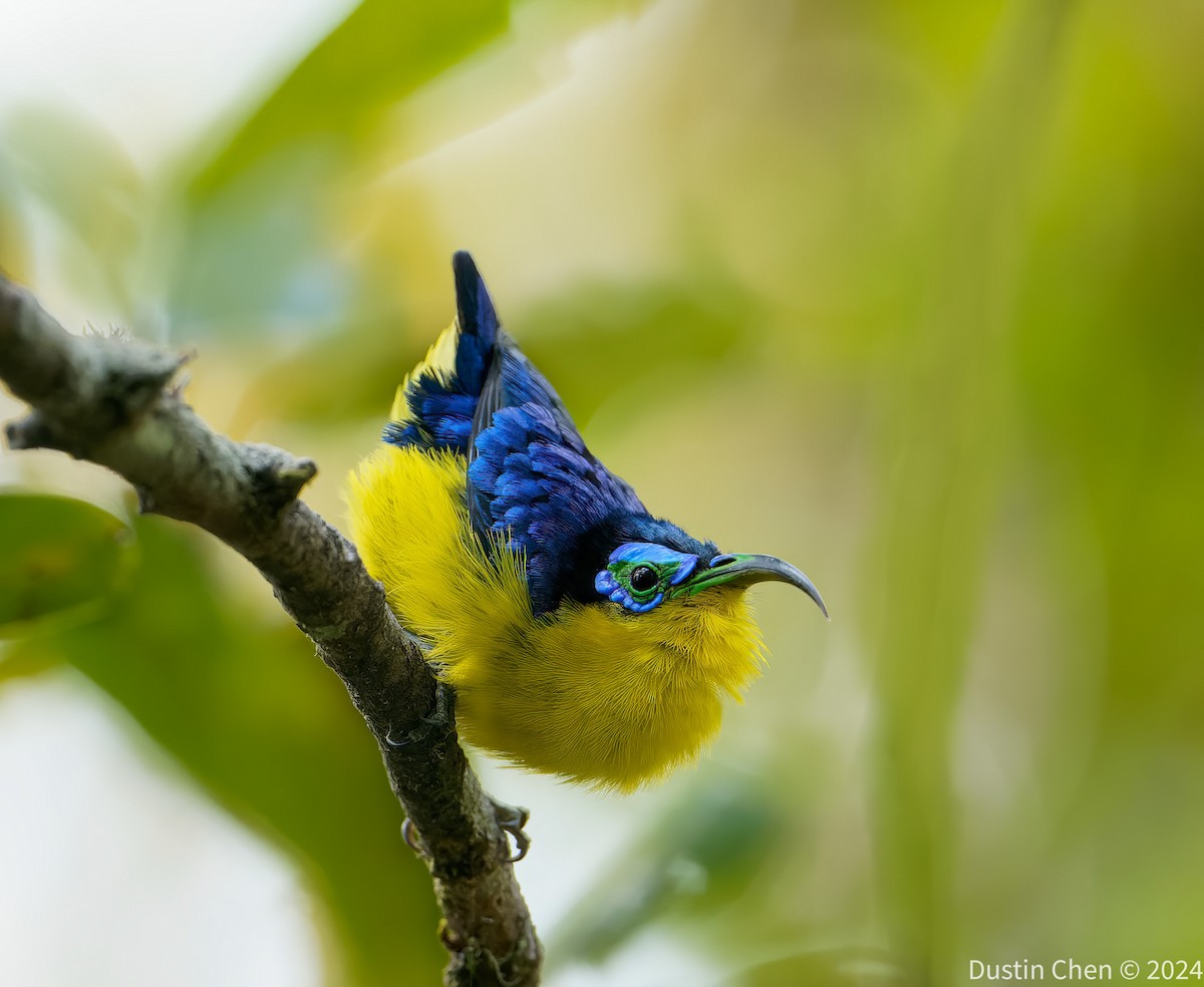 Yellow-bellied Sunbird-Asity - ML627361159