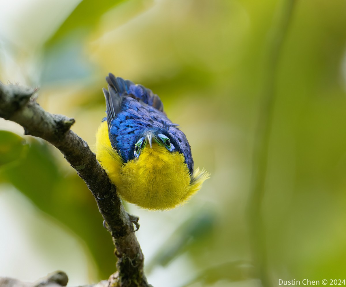 Yellow-bellied Sunbird-Asity - ML627361160