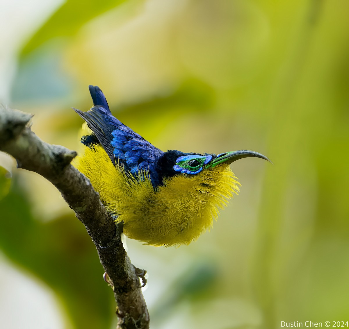 Yellow-bellied Sunbird-Asity - ML627361161