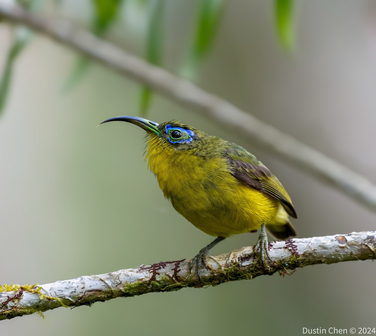Yellow-bellied Sunbird-Asity - ML627361162