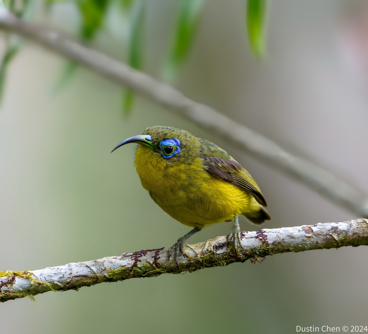 Yellow-bellied Sunbird-Asity - ML627361163