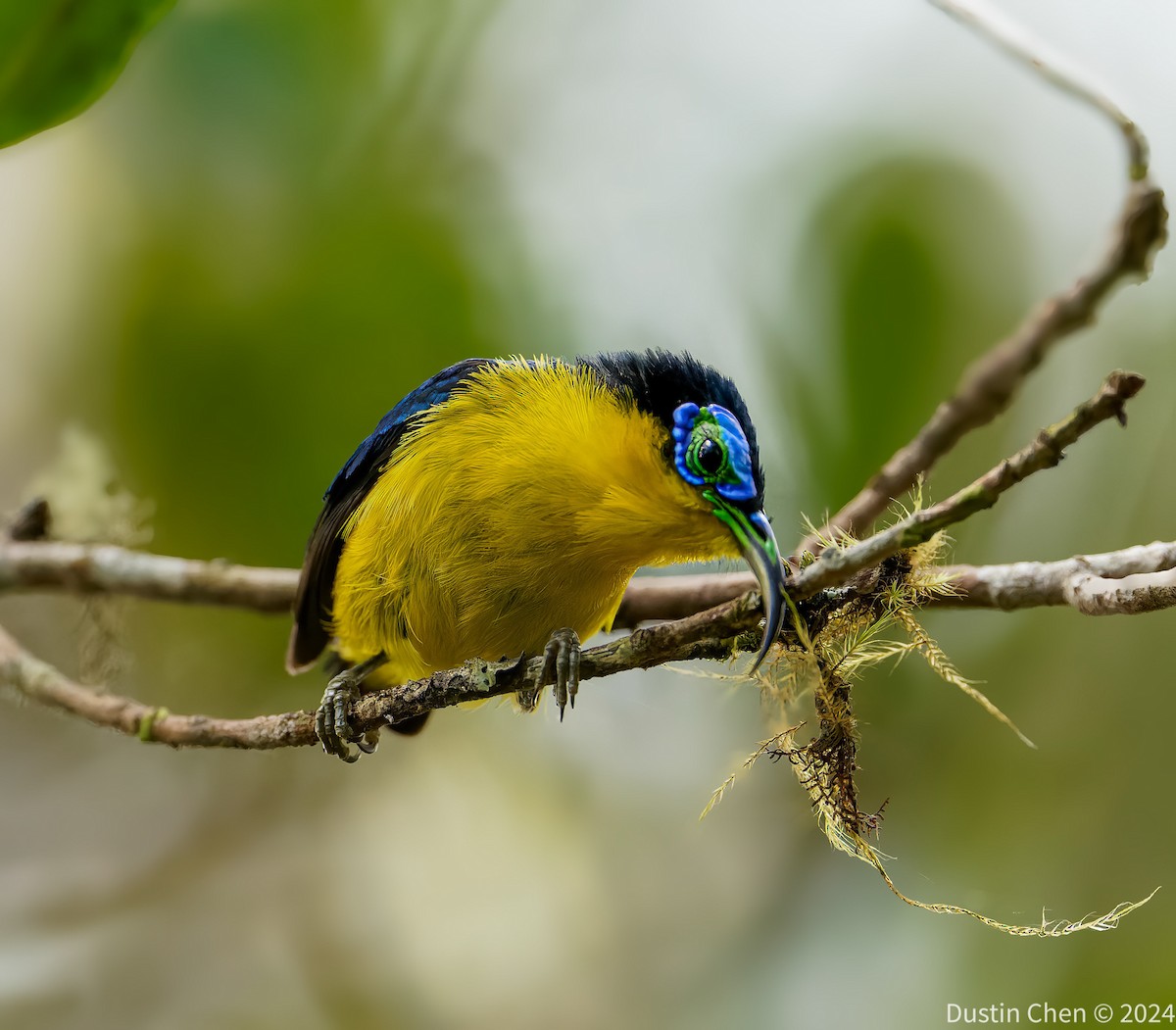 Yellow-bellied Sunbird-Asity - ML627361164