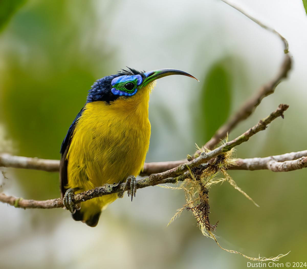 Yellow-bellied Sunbird-Asity - ML627361165