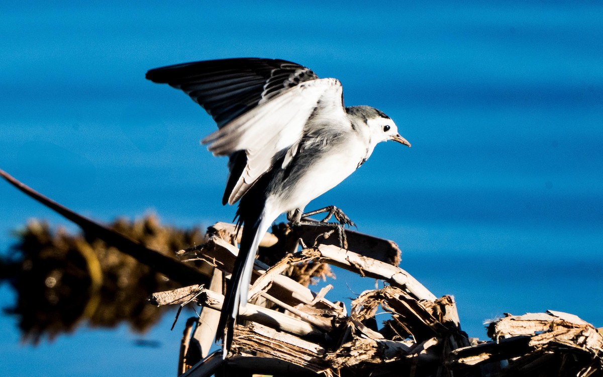 White Wagtail - ML627361249