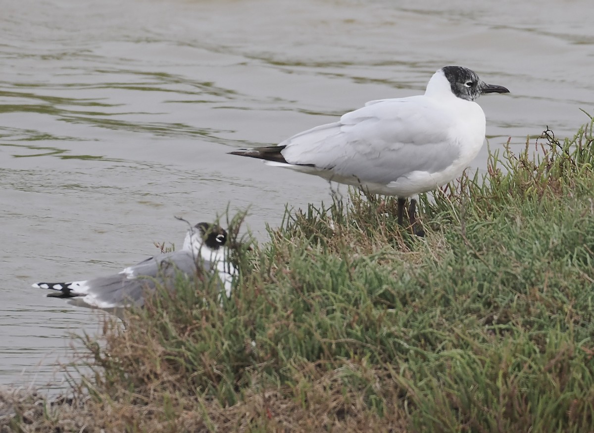 Andean Gull - ML627361297