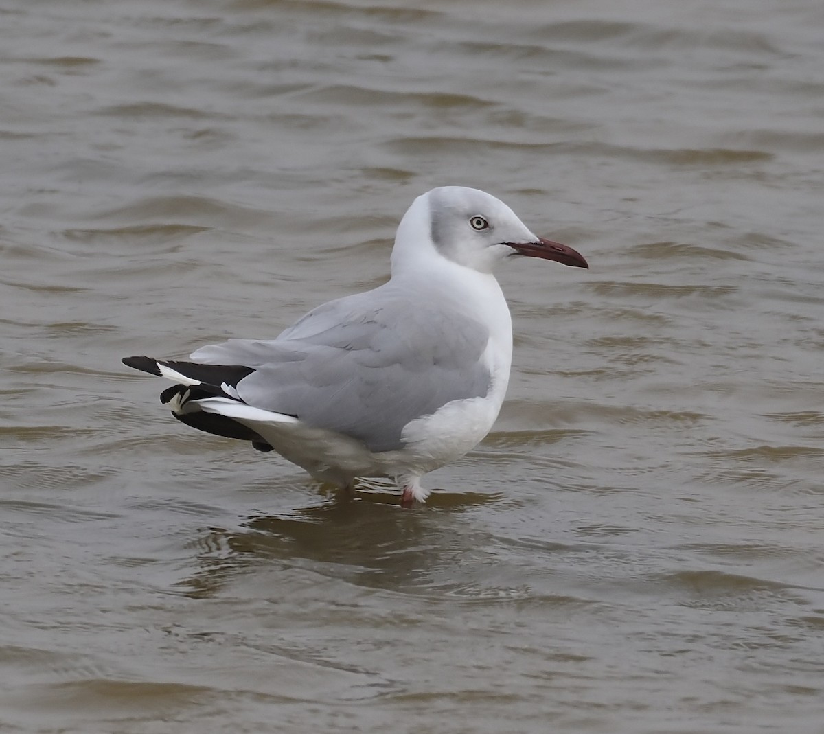 Gray-hooded Gull - ML627361302