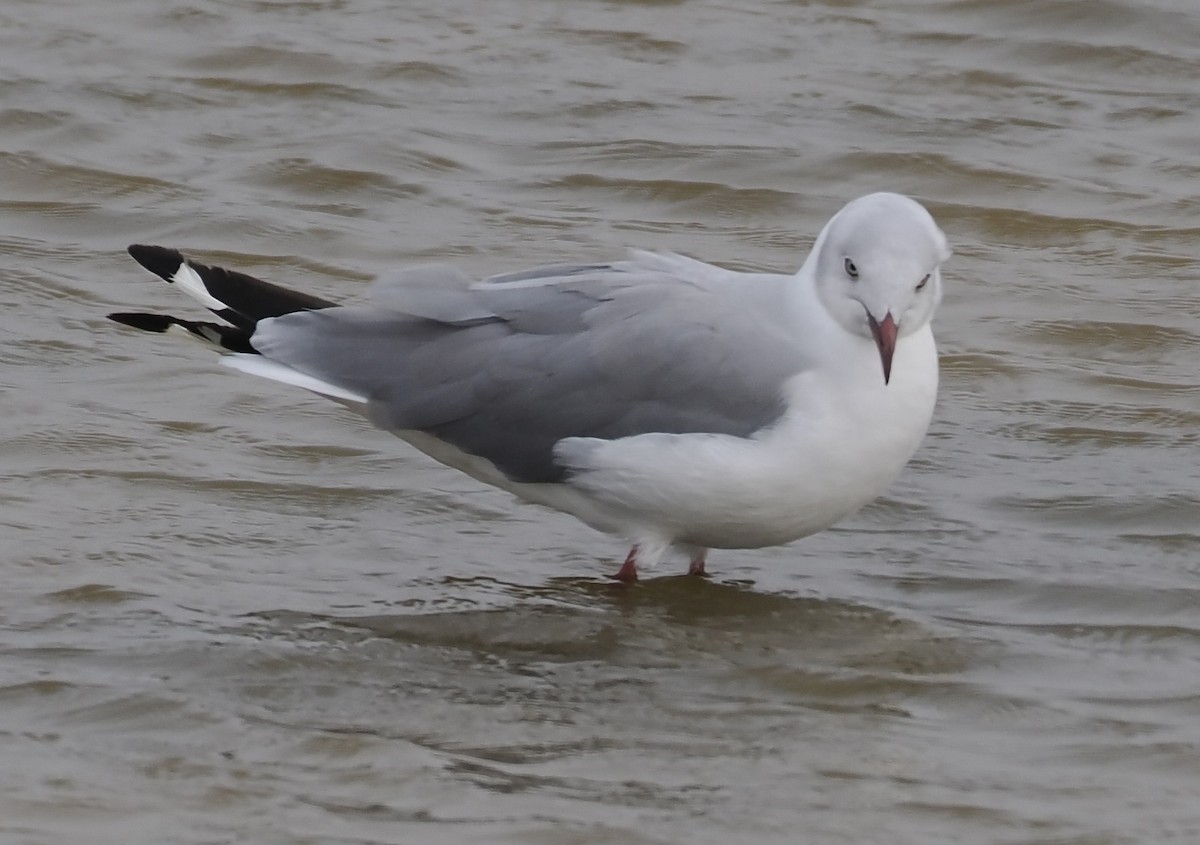 Gray-hooded Gull - ML627361303