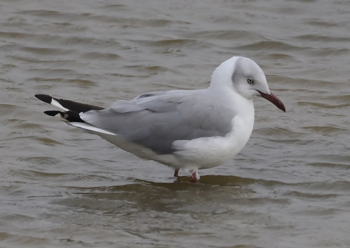 Gray-hooded Gull - ML627361304