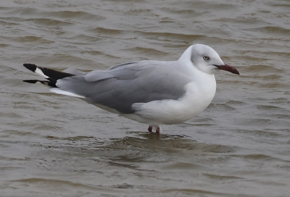 Gray-hooded Gull - ML627361305