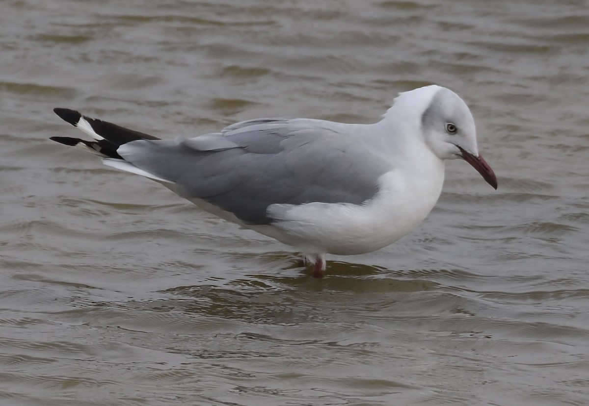 Gray-hooded Gull - ML627361306