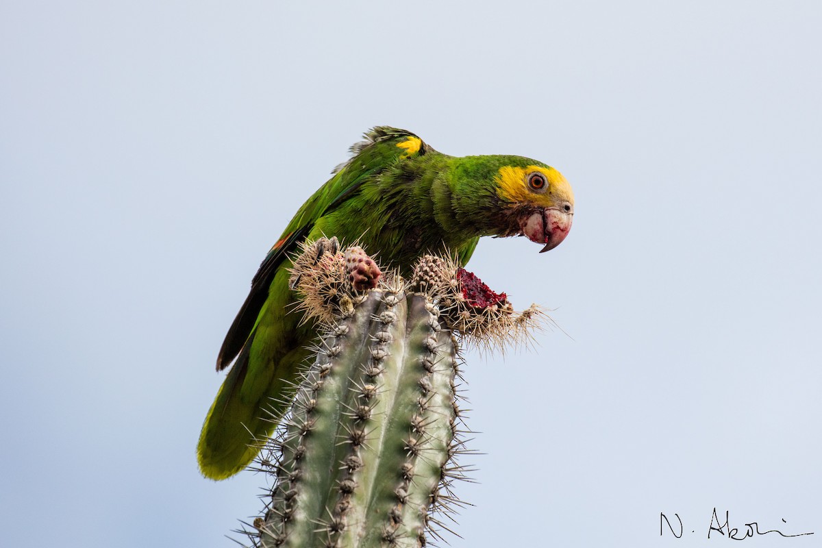 Yellow-shouldered Parrot - Nagi Aboulenein