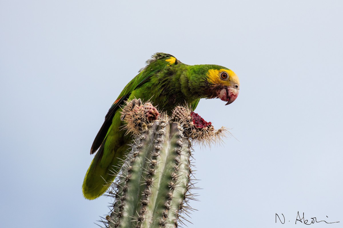 Yellow-shouldered Amazon - Nagi Aboulenein