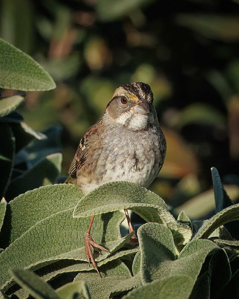 White-throated Sparrow - ML627361630
