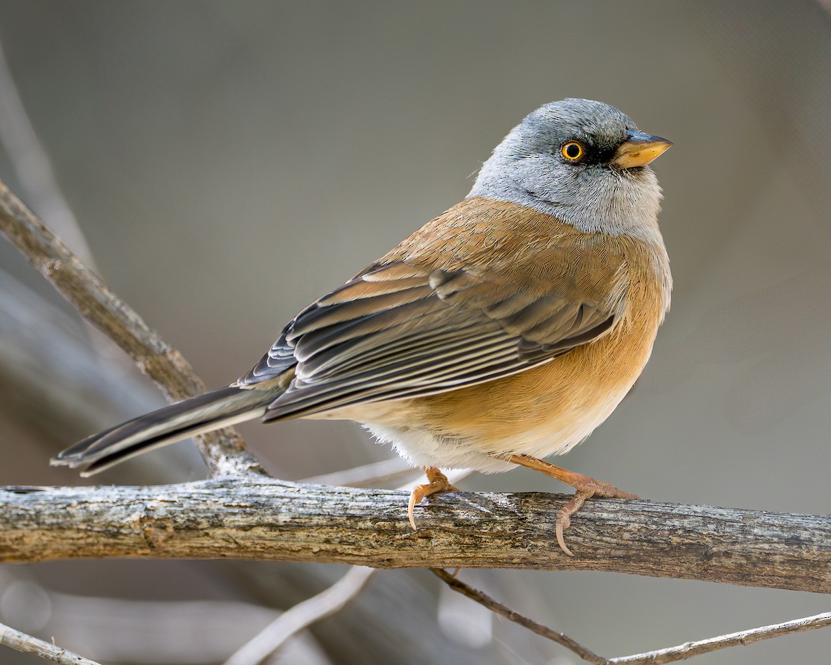Baird's Junco - ML627361834