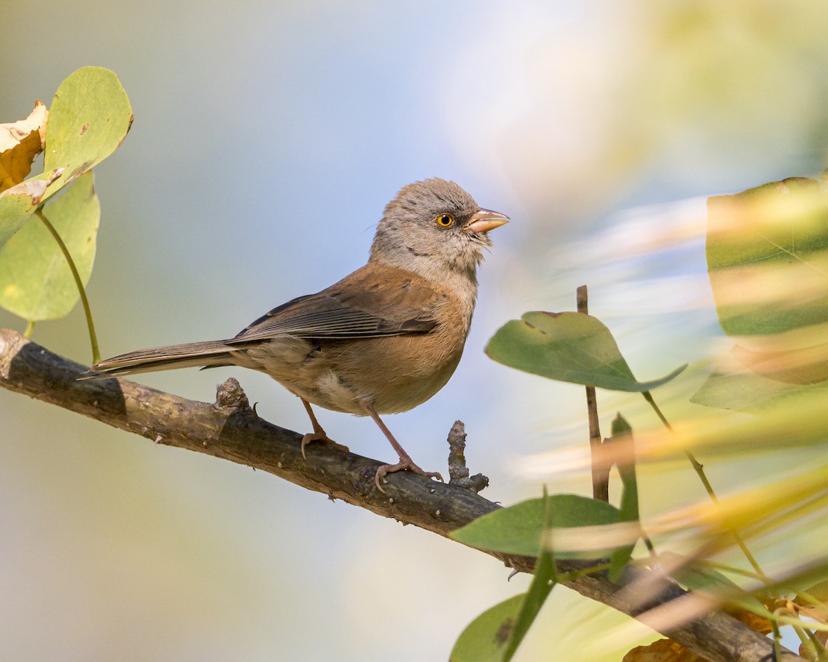 Baird's Junco - ML627361835