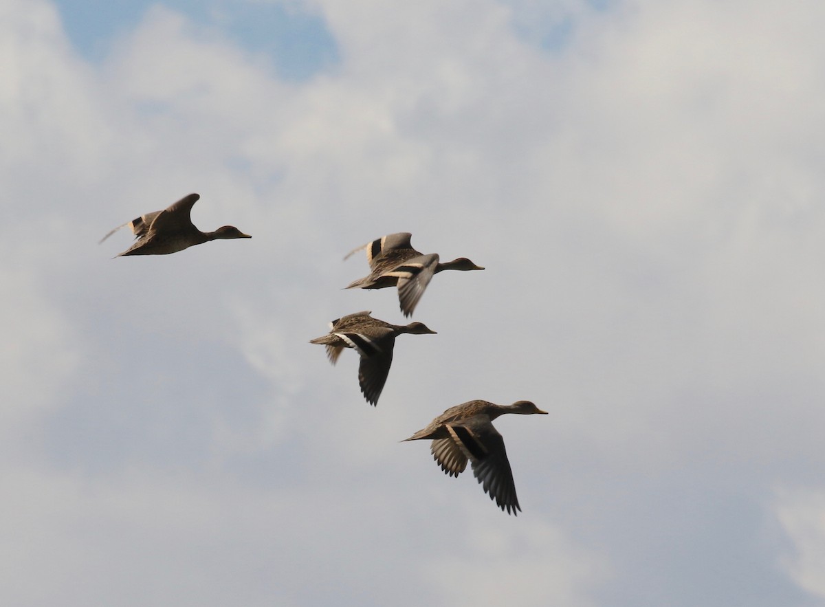 Yellow-billed Pintail - ML627361905