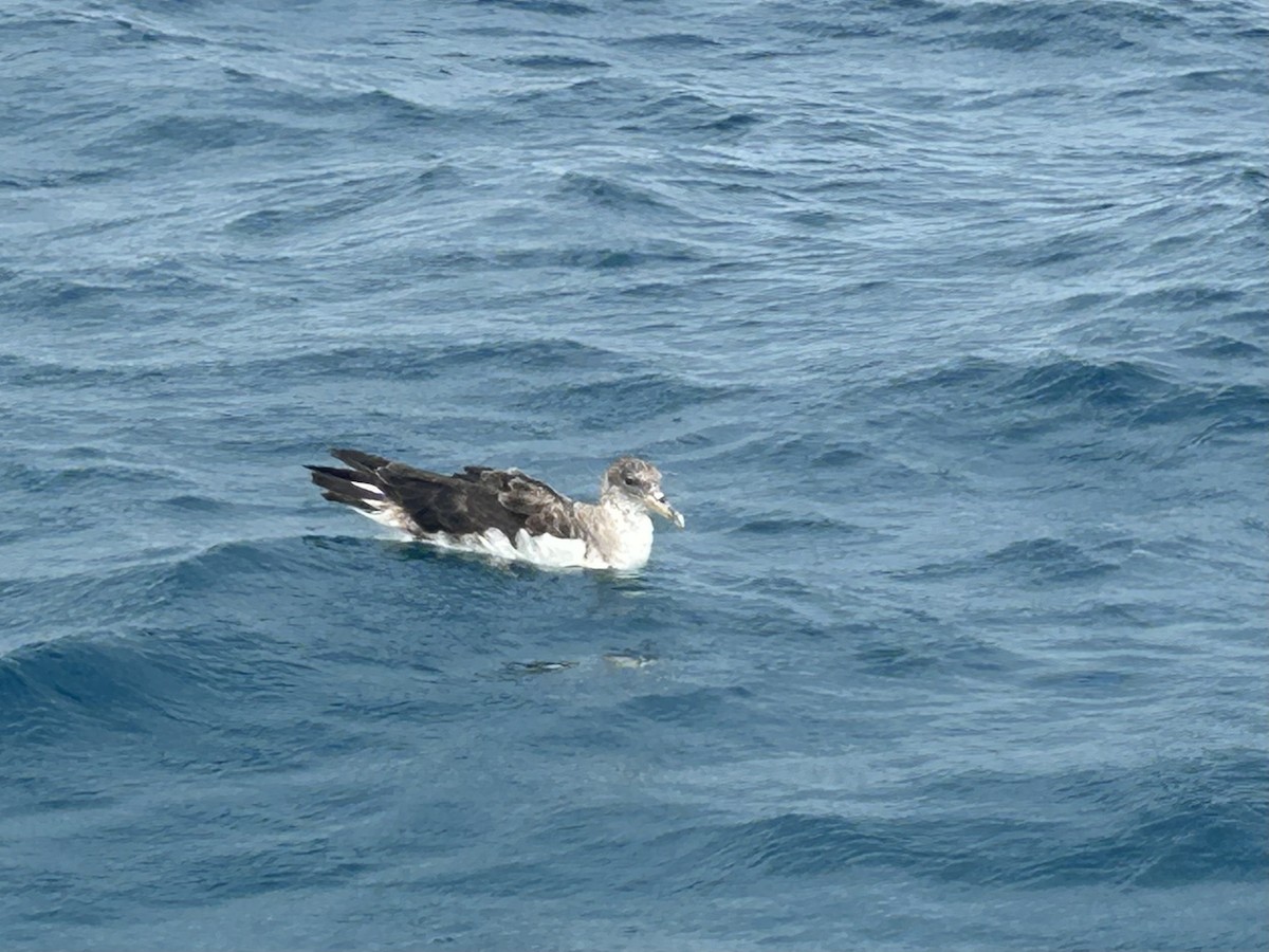 Cory's/Scopoli's Shearwater - ML627362001