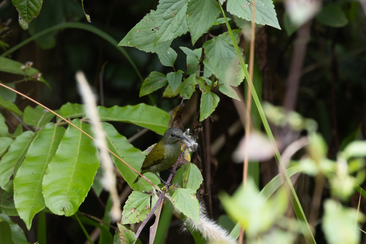 White-flanked Sunbird - ML627362054