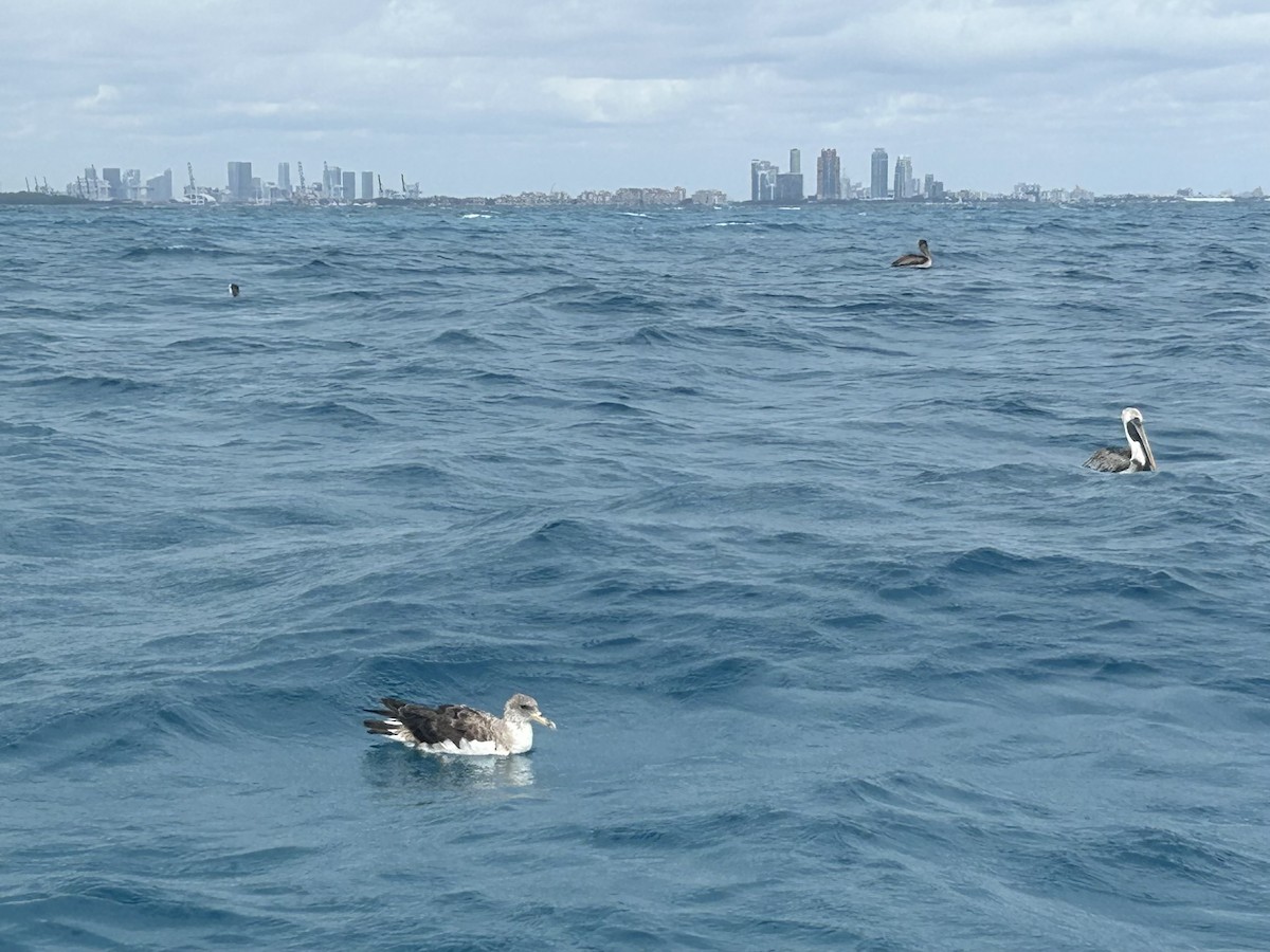 Cory's/Scopoli's Shearwater - ML627362075