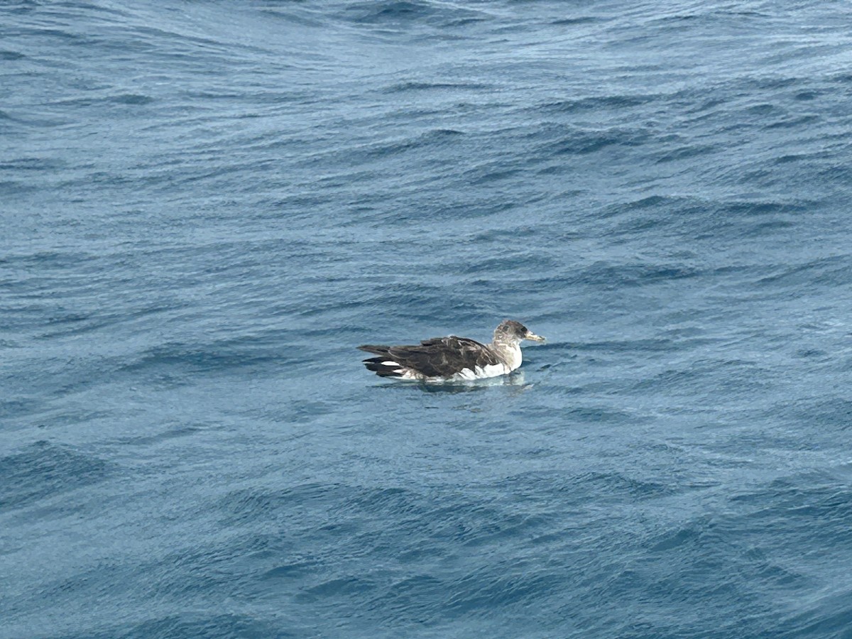 Cory's/Scopoli's Shearwater - ML627362078