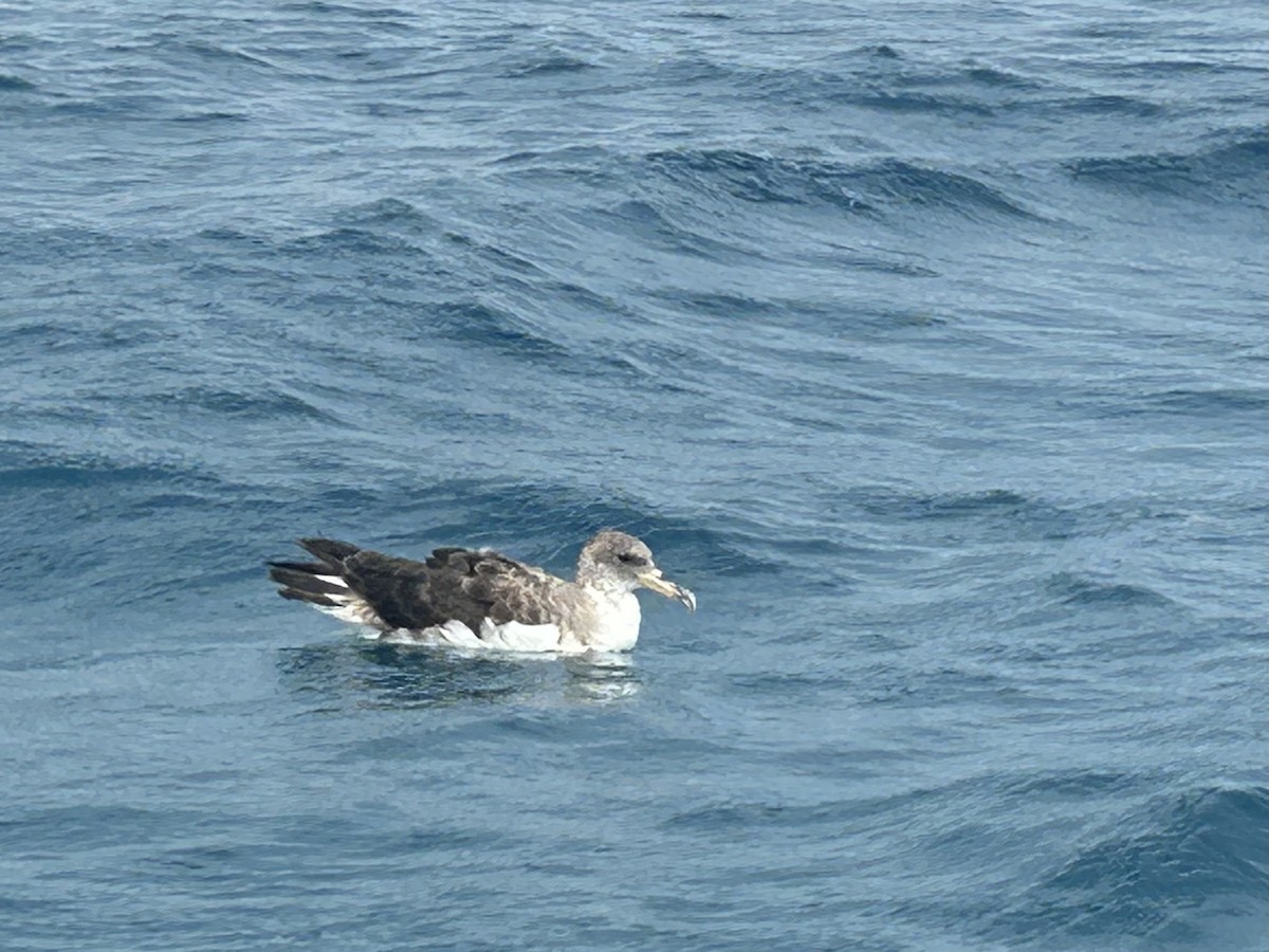 Cory's/Scopoli's Shearwater - ML627362094